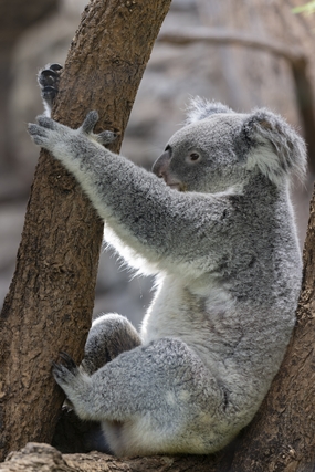 挂在树上的野生考拉图片